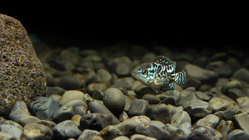 Electric blue jack dempsey cichlid, electric blue dempsey, neon blue dempsey in aquarium