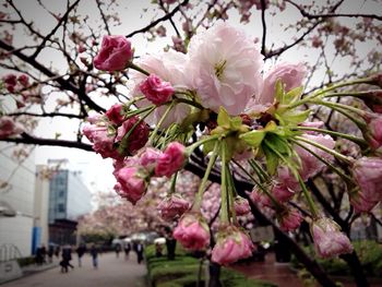 Pink flowers blooming on tree