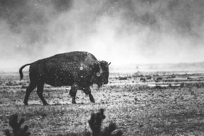 Side view of a horse on field