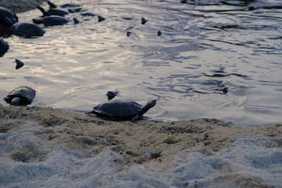 High angle view of birds on beach