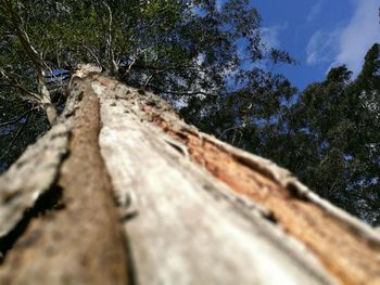 Low angle view of tree