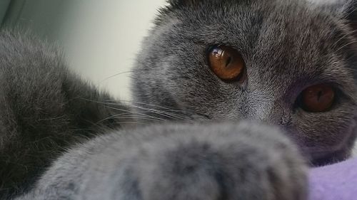 Close-up portrait of cat