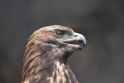 Close-up of eagle against blurred background