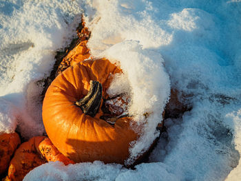 Close-up of pumpkin during winter