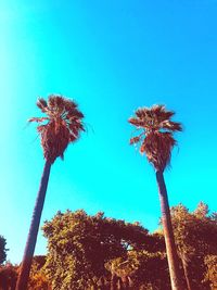 Low angle view of palm trees against blue sky