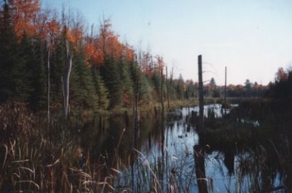 REFLECTION OF TREES IN LAKE AGAINST SKY