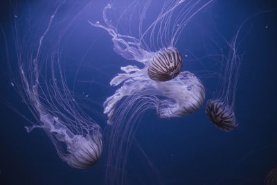 Jellyfish in sea