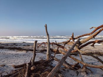 driftwood