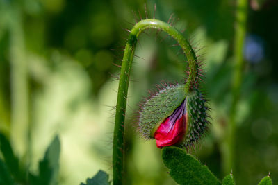 Close-up of pink flowering plant