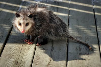 Possum in the backyard