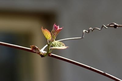 Close-up of plant