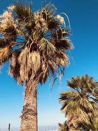 Low angle view of palm tree against clear blue sky