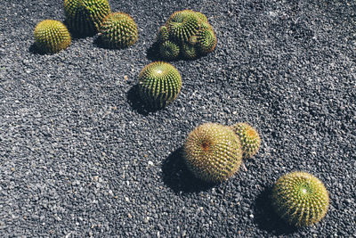 High angle view of cactus