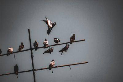 Low angle view of birds flying against sky