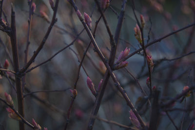 Close-up of flowering plant