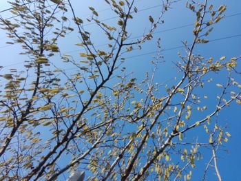 Low angle view of tree against blue sky