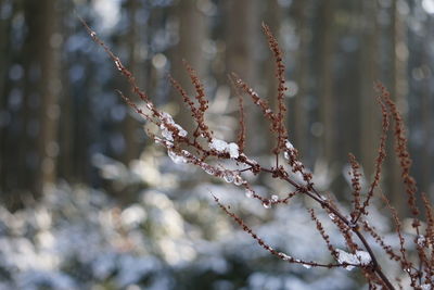 Close-up of frozen plant