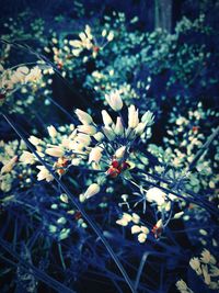 Close-up of blooming tree