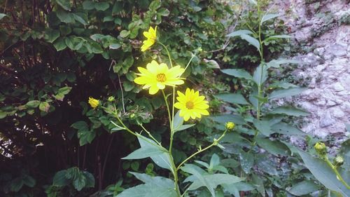 Close-up of yellow flowers blooming outdoors