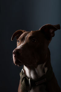 Close-up of dog against black background