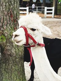 Close-up of a horse