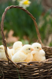 Close-up of baby chickens in basket