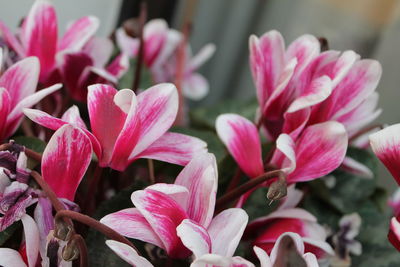 Close-up of pink flowers blooming outdoors