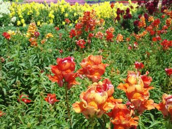 Close-up of colorful flowers in garden