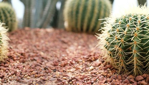 Close-up of cactus plant on field