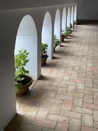 Potted plants on footpath against building