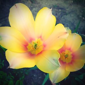 Close-up of yellow flowering plant