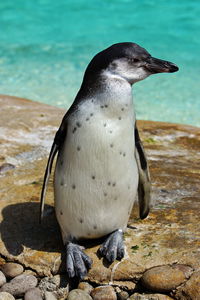 Penguin on rock by sea