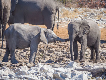 Elephant on stone wall