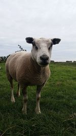 Portrait of sheep standing in field