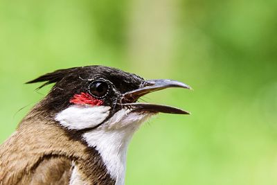 Close-up of red-whiskered bulbul looking away