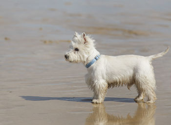 West highland white terrier, france