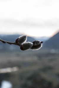 Close-up of bird against sky