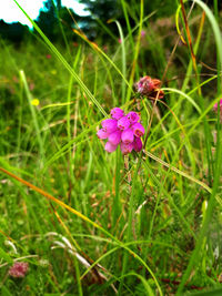 Close-up of pink flowering plant on field