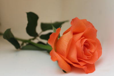 Close-up of orange rose against white background