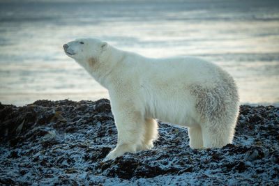 Polar bear stands on rocks on shoreline
