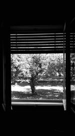 Close-up of trees seen through window