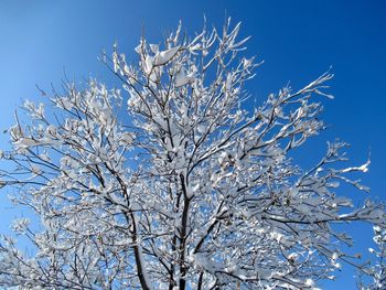 Low angle view of snow covered plants against blue sky