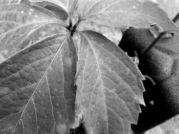 Close-up of plant leaves