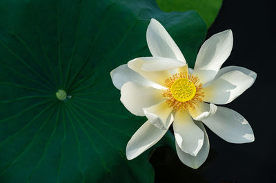 Close-up of white flowering plant