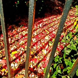 Close-up of fresh plants