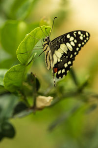 Close-up of butterfly perching on flower