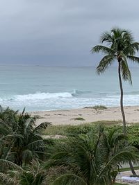 Palm trees on beach against sky