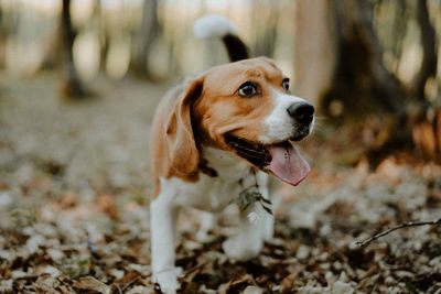 Close-up of dog looking away