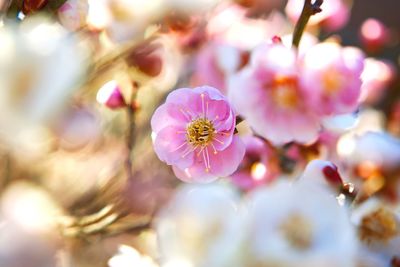 Close-up of pink flowers