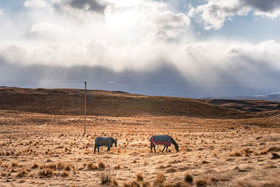 Beautiful view along the godley peaks road to the mt john astronomical observatory, new zealand.